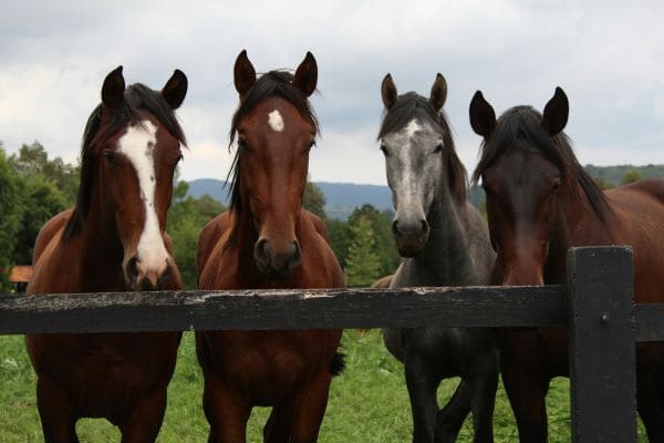 A Journey Through Diverse Horse Breeds